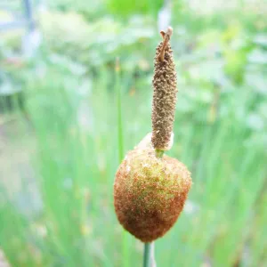 Typha Minima Aquatic Pond Plant - Laxmann's Bulrush