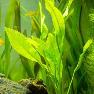 Vallisneria Gigantea Aquatic Pond Plant - Eel Grass