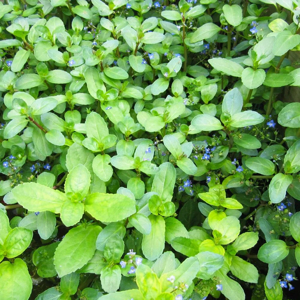 Veronica Beccabunga Aquatic Pond Plant - Brooklime