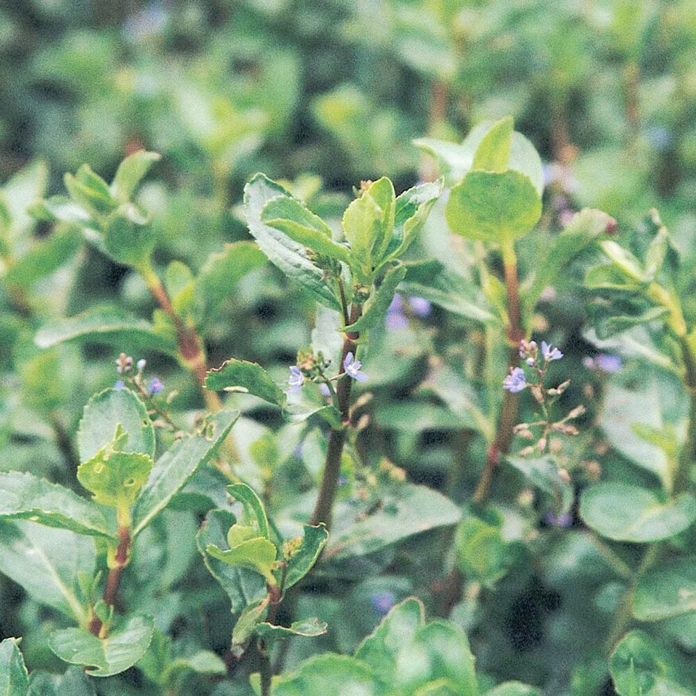 Veronica Beccabunga Aquatic Pond Plant - Brooklime